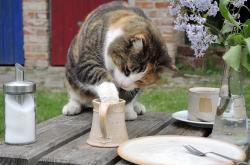 王欣瑜再现猫咪狩猎，揭秘动物行为背后的奥秘