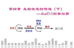 翻译转录公式