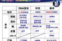 转录翻译答大题