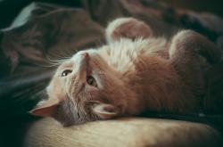 猫界百科全书，揭秘猫咪的神秘世界