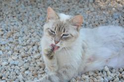 猫的神秘世界，从品种到习性，全方位探索猫科动物的魅力