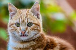 猫的百科知识100字，揭秘毛茸茸的朋友们