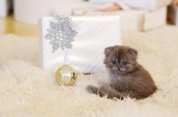 猫的奥秘，从品种到习性，全面解读这些毛茸茸的伙伴