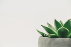 探索自然界的奥秘，揭秘百科是啥植物名字
