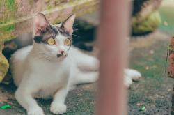 猫的世界，揭秘这些毛茸茸的朋友们