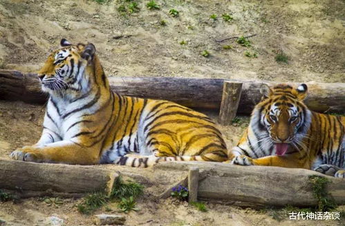 适合属虎女孩名字