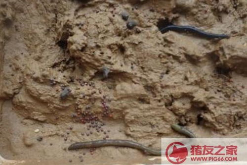 蚯蚓养殖场取名