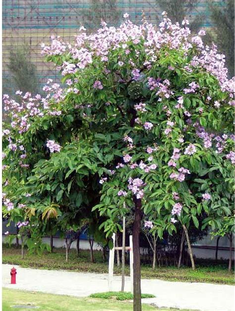 紫薇名字的含义是什么意思