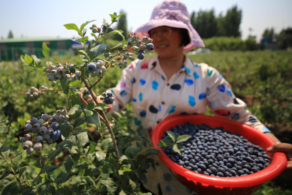 绿了荒野 融了三产 安徽网信网