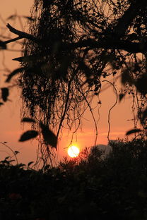 探秘京城花海，北京国际鲜花港的四季盛景与浪漫之约