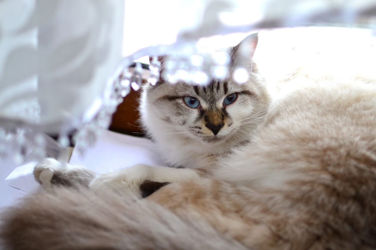 猫的这项能力超婴儿，揭秘猫咪惊人的空间感知能力