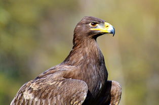 乐山旅游攻略：轻松规划完美行程，避开人潮尽享山水佛国