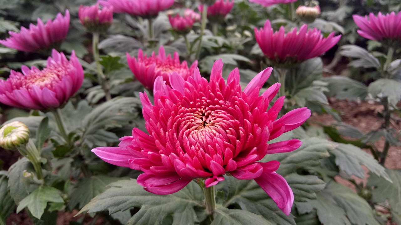 探秘重阳，不只登高赏菊，这个节日的放假安排你了解吗？