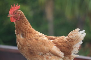 重庆九龙坡区疫情新动态，新增1例病例的应对与防控措施