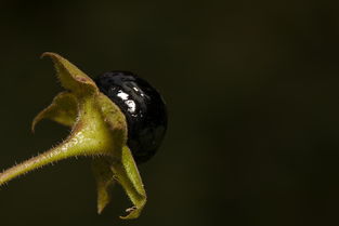 巴西变异病毒大揭秘，110种毒株背后的科学与挑战