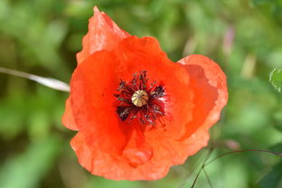 送你一朵小红花，生命之花的绽放与凋零