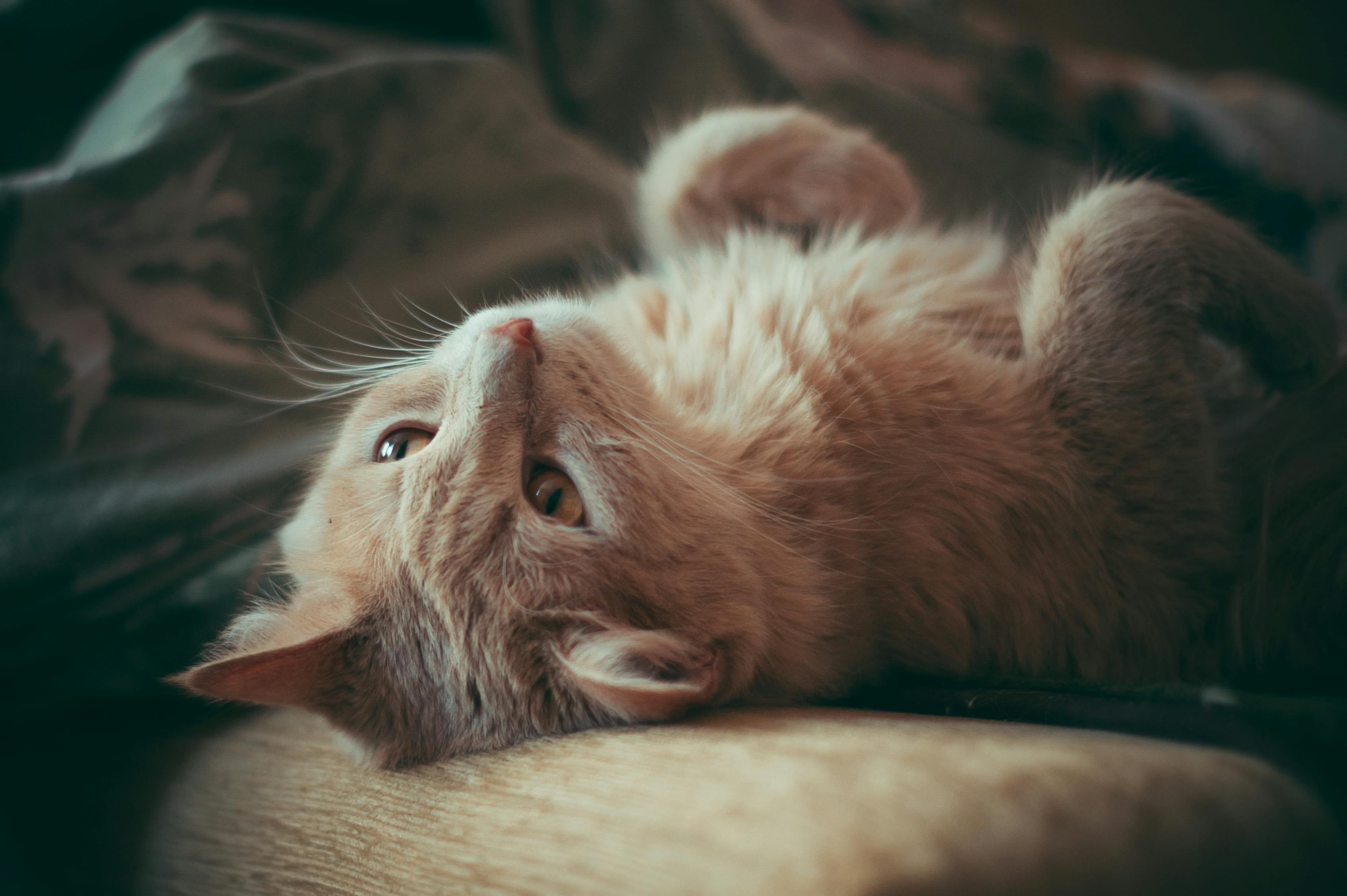 猫界百科全书，揭秘猫咪的神秘世界