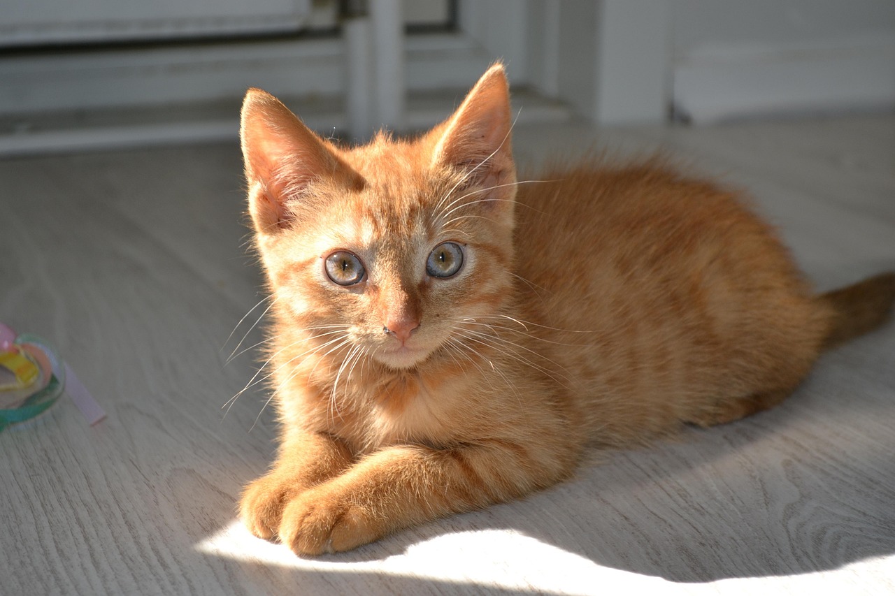 猫咪世界，深入了解我们的毛茸茸朋友