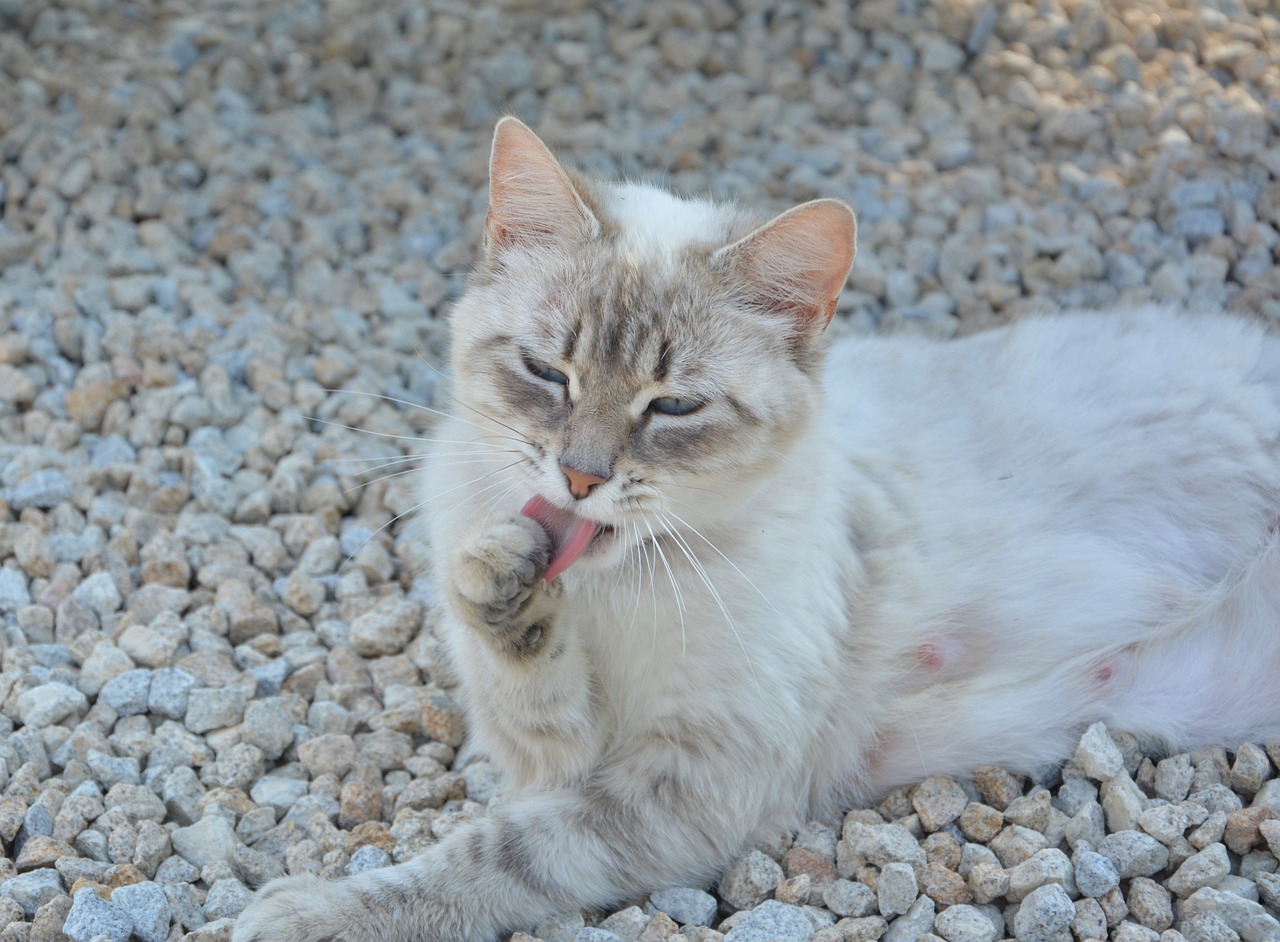 猫的神秘世界，从品种到习性，全方位探索猫科动物的魅力