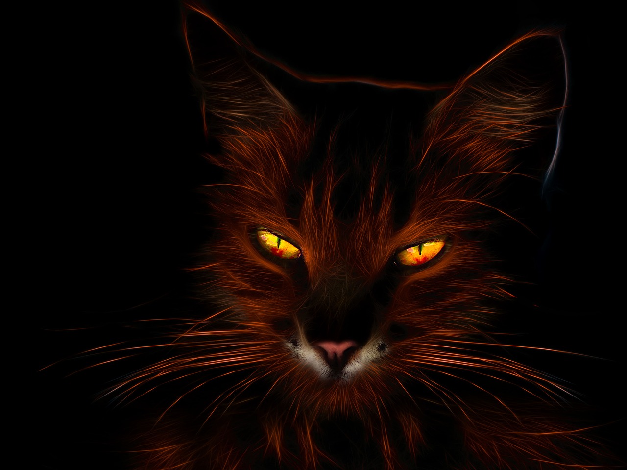 猫的资料50字左右，揭秘喵星人的神秘档案