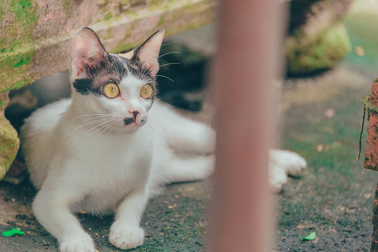 猫的百科资料，秒懂猫咪的世界