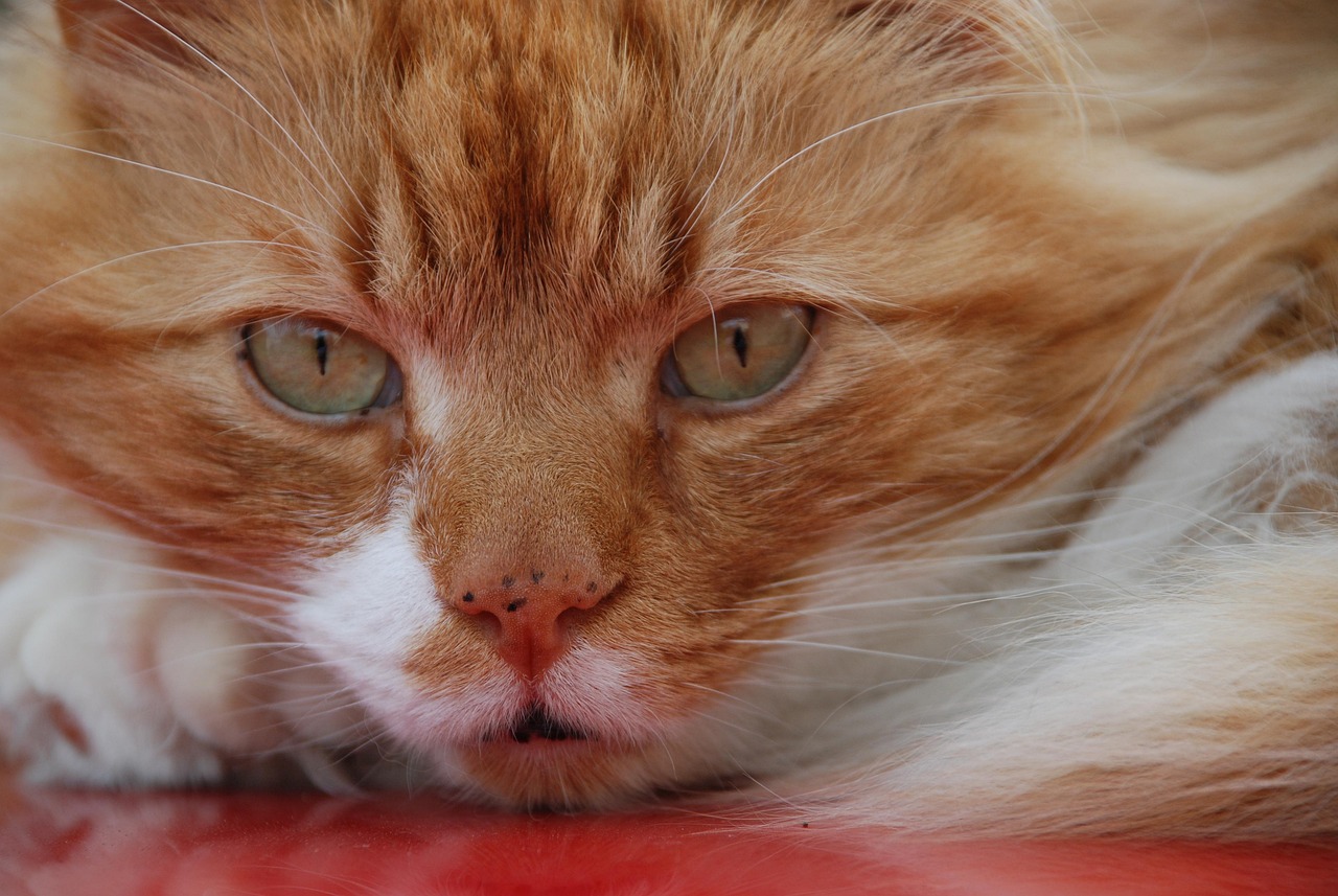 猫咪小百科，了解你的毛茸茸朋友