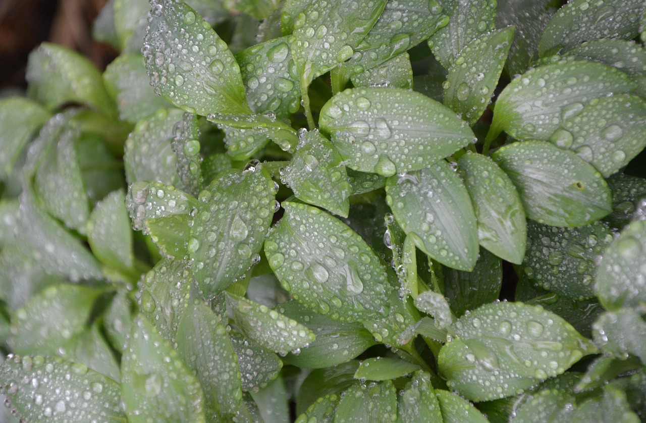 探索荠菜的奥秘，图片、功效、作用与禁忌全解析