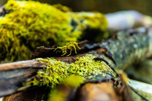 拉克维的诱饵，揭秘深海中的神秘生物及其生态影响